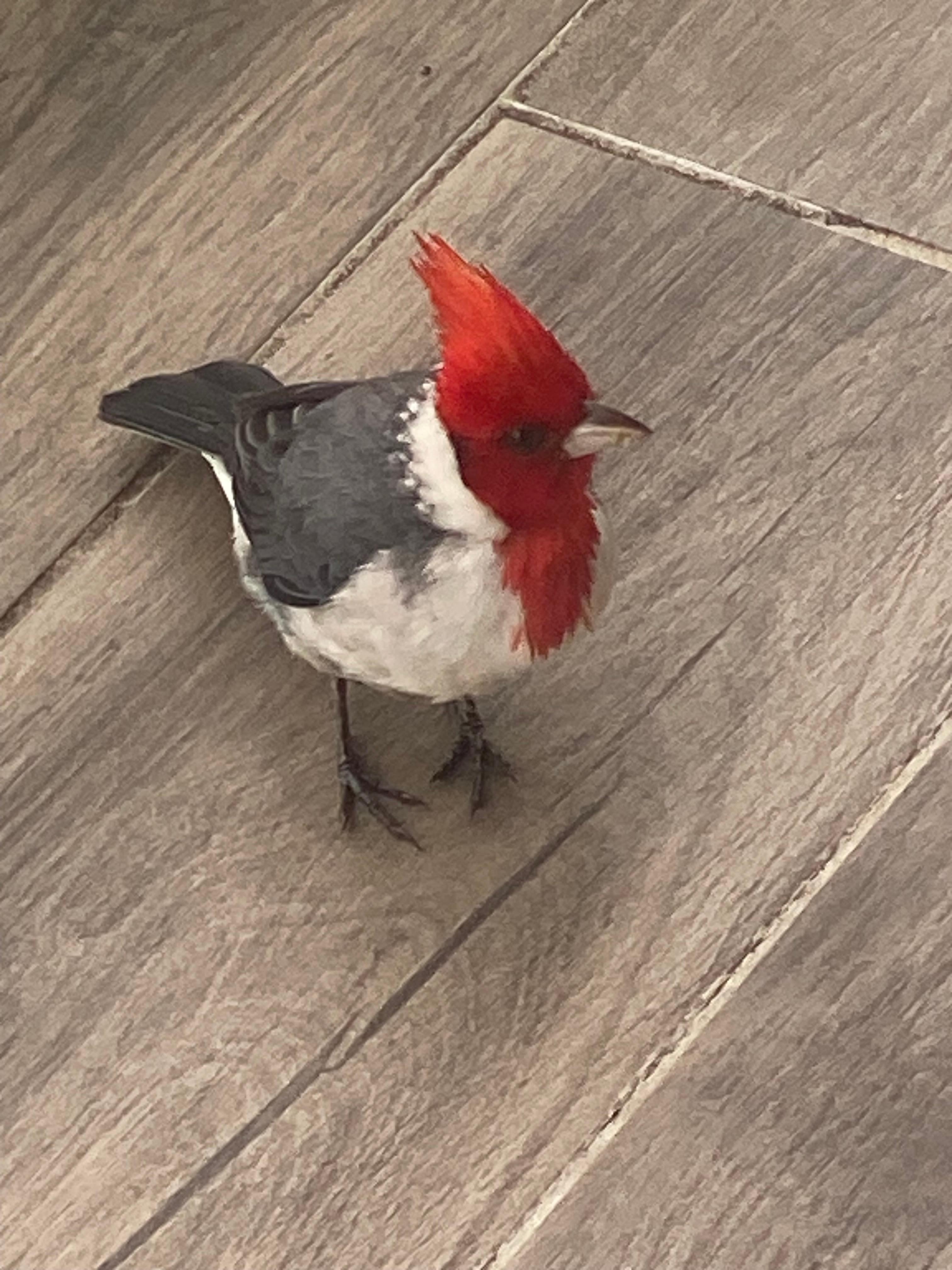 Red-headed cardinal that joined us every day on the balcony. 