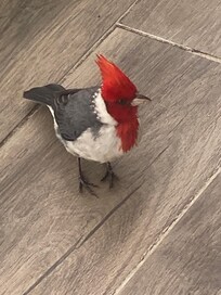 Red-headed cardinal that joined us every day on the balcony.