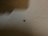 An unexpected roommate.