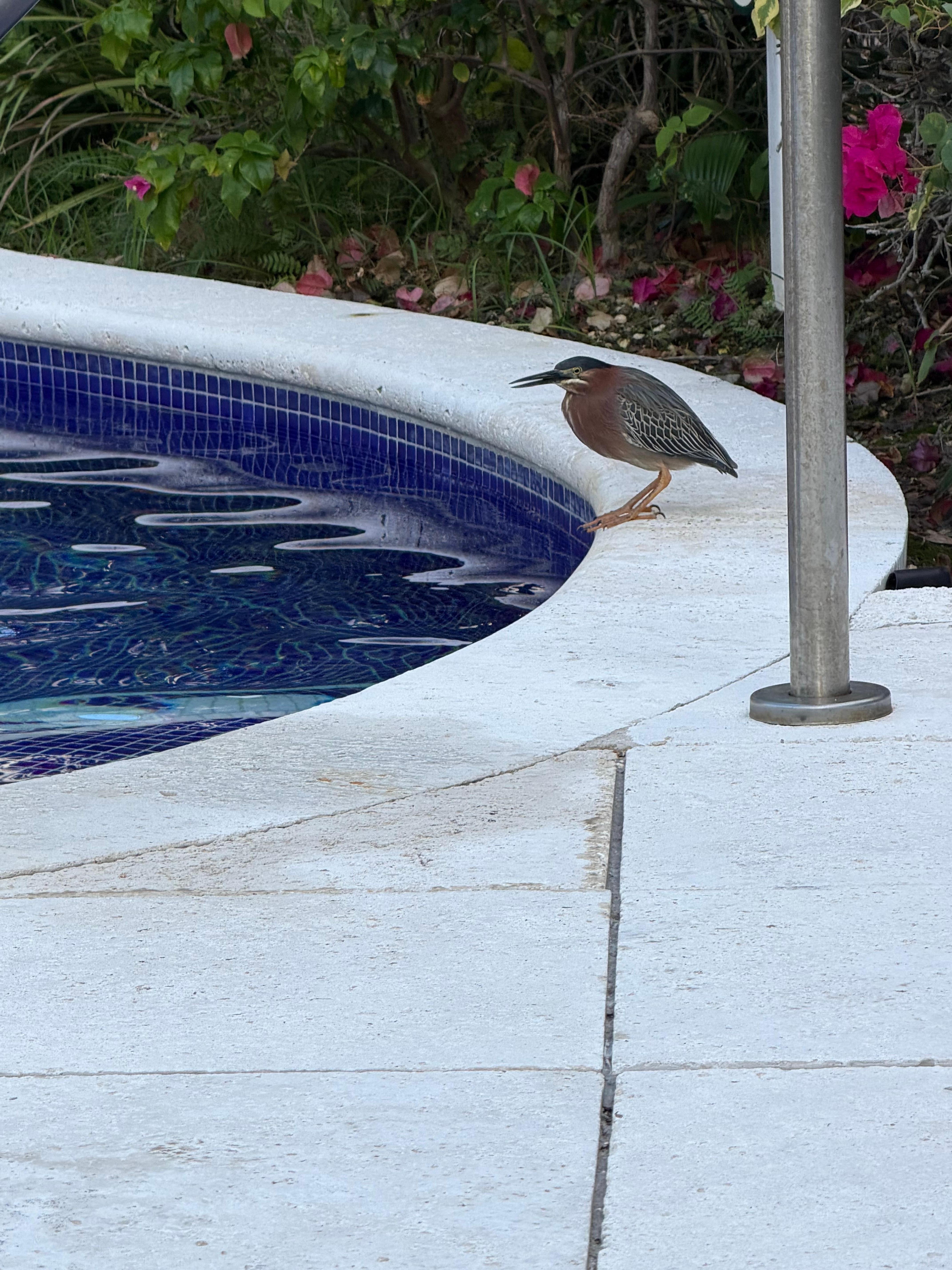 “Oscar” the resident Night Heron