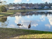 Sandhill Cranes came for a visit