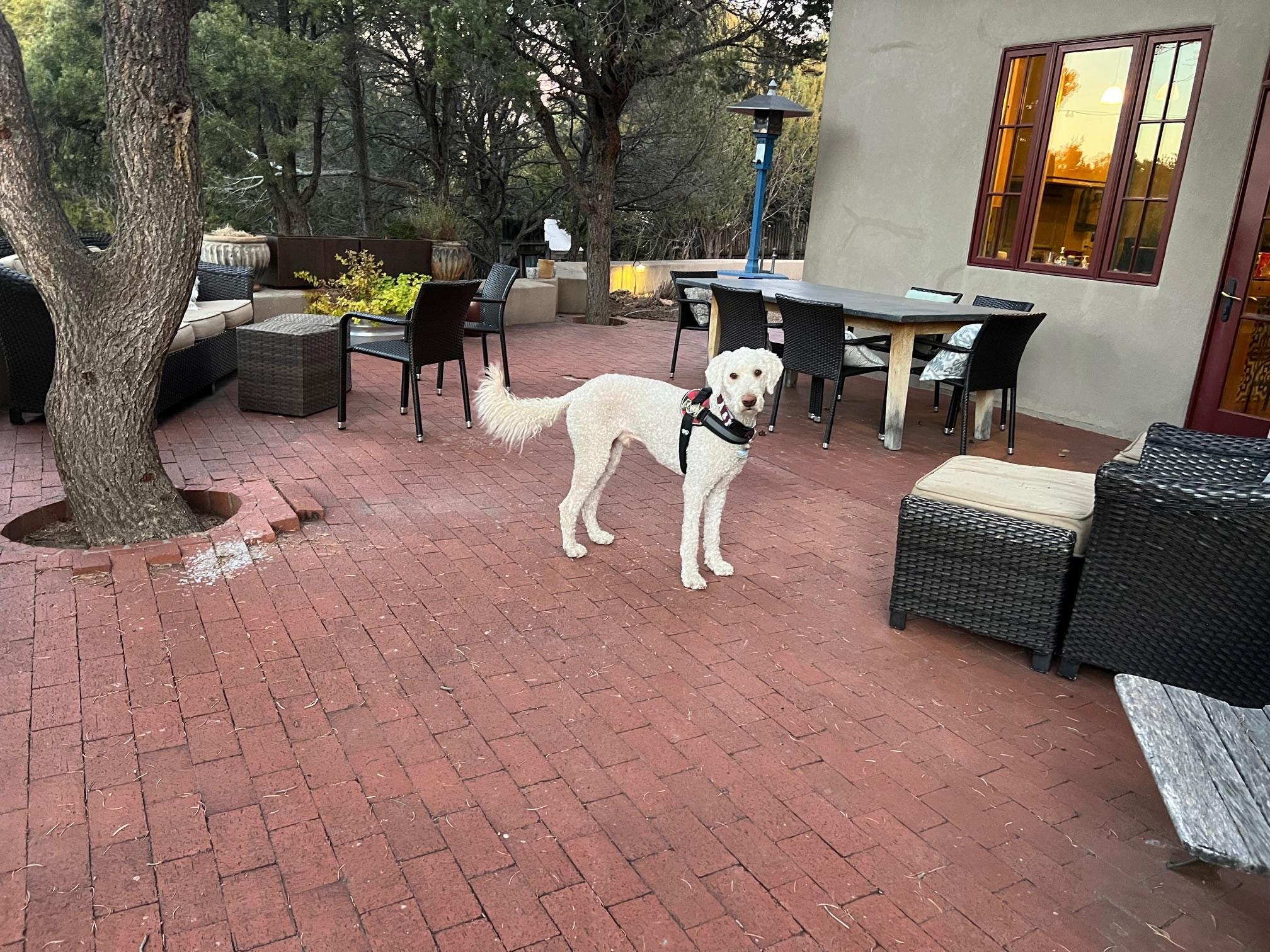 Pups love this place!!