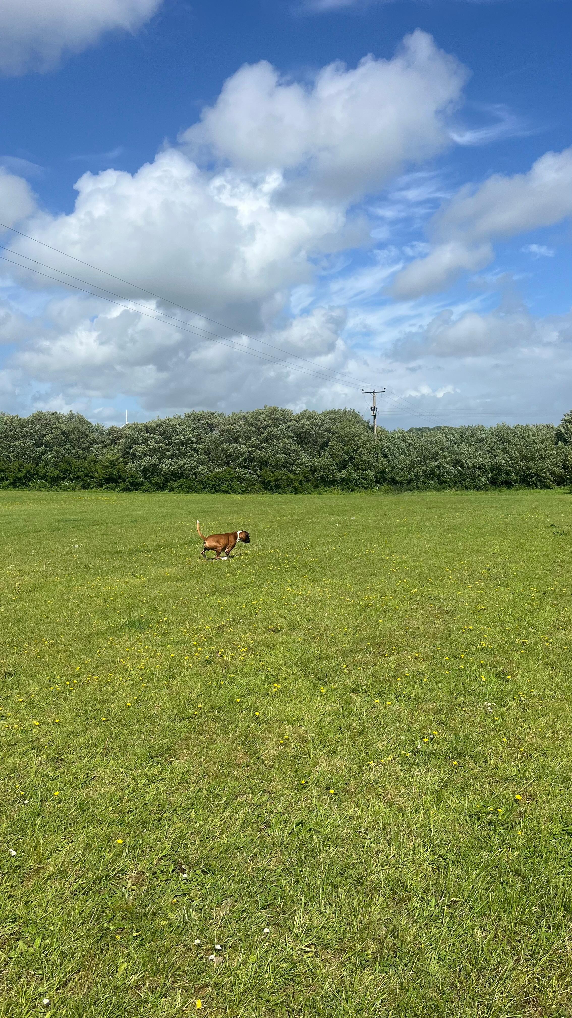 Exercise field