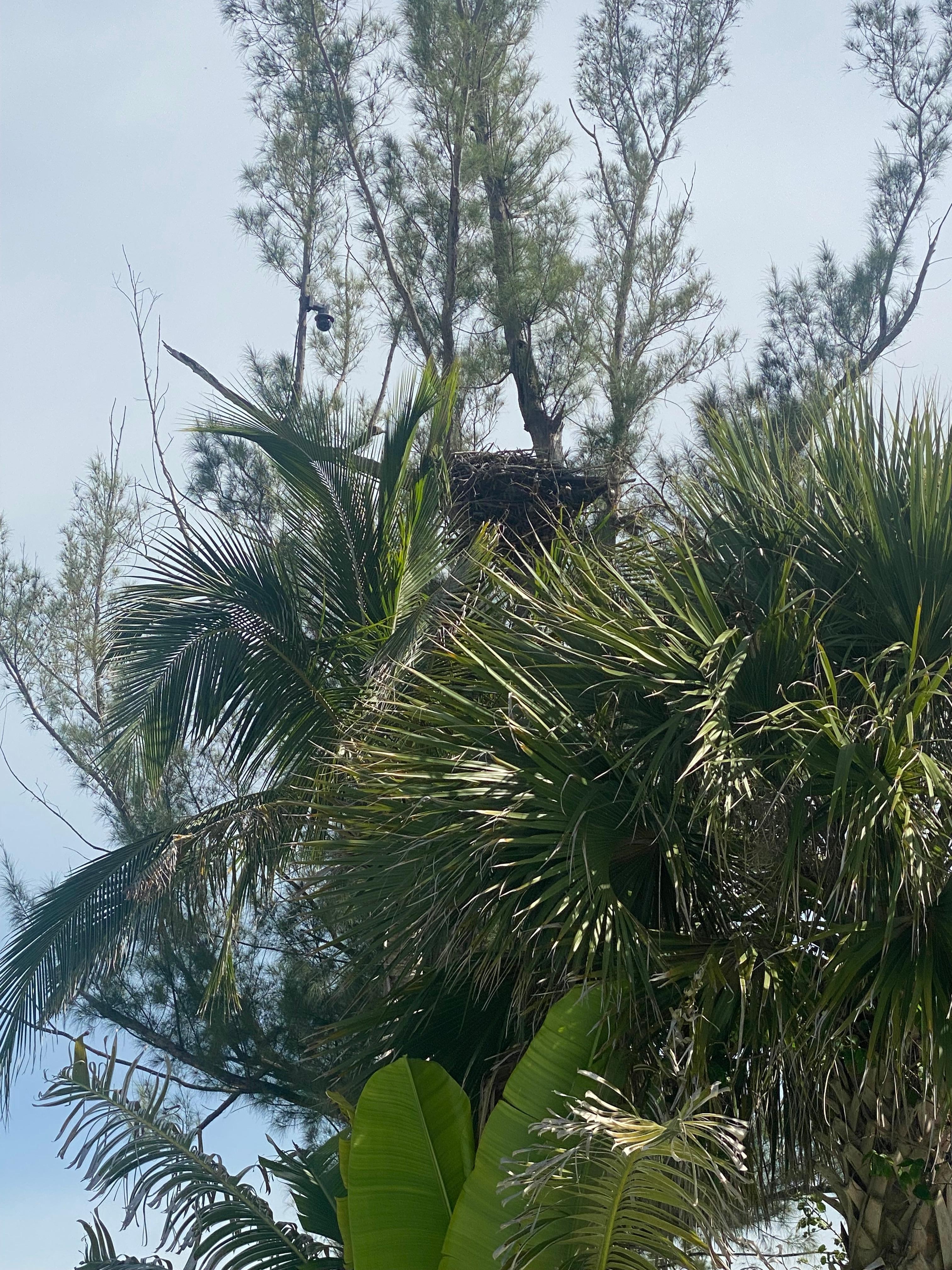 Eagle nest viewable from the pool and from the screened in deck.