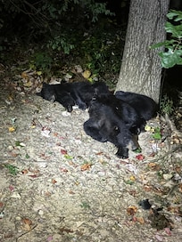 The three bears stayed with us every day until the end of our stay. 🥰