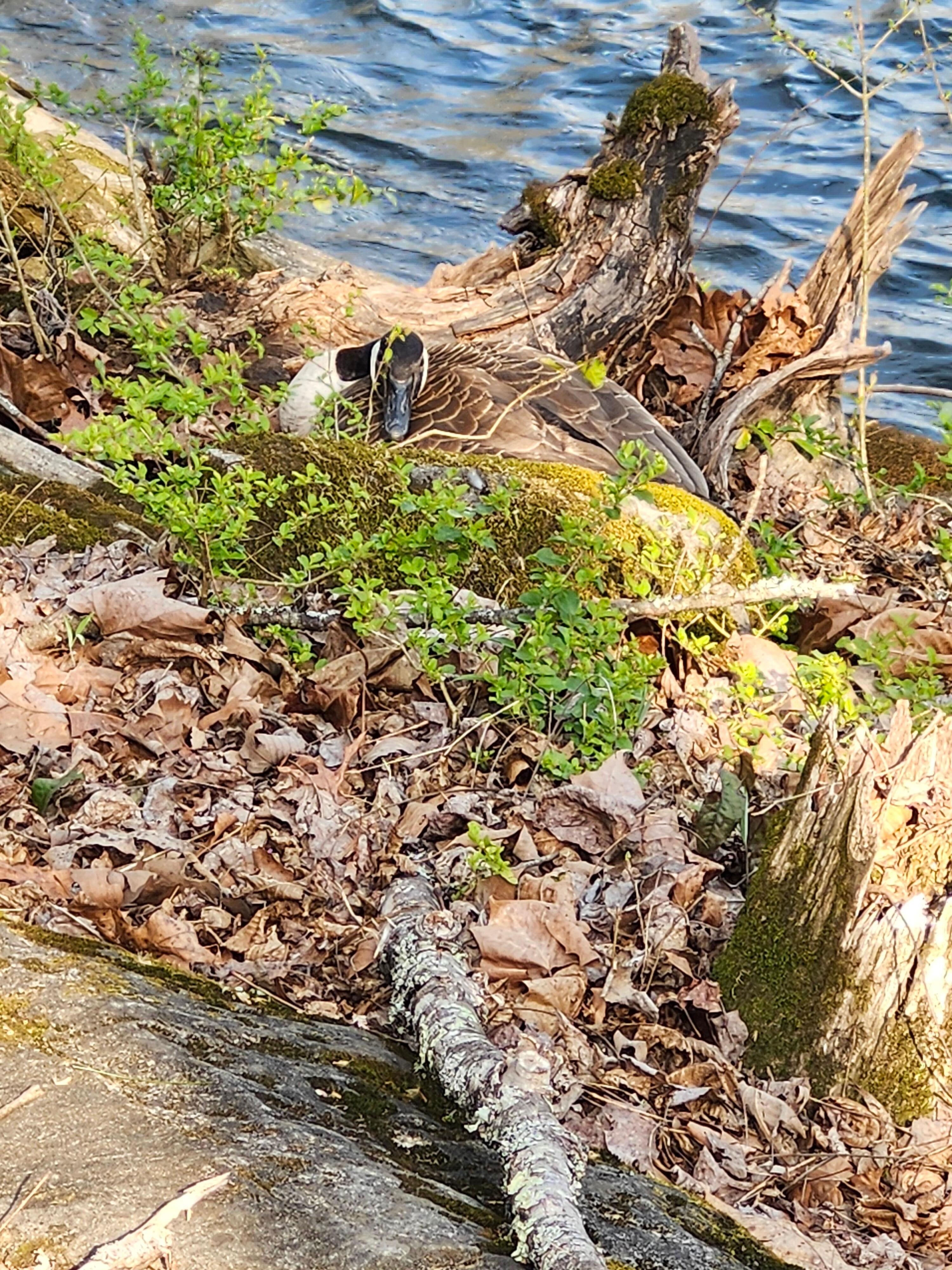 Canadian Goose outside the cabin