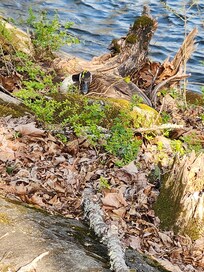 Canadian Goose outside the cabin