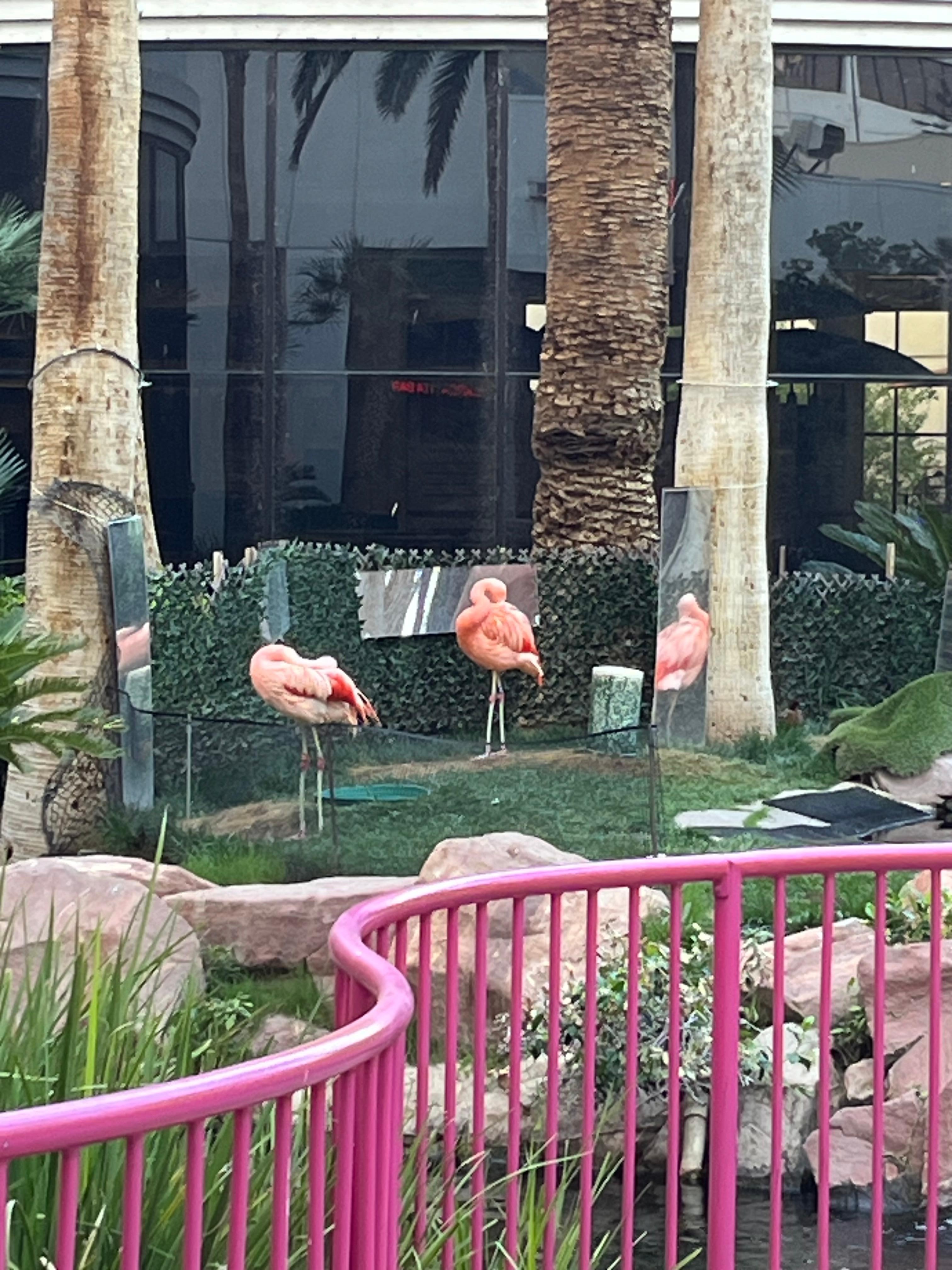 The lovely flamingos outside