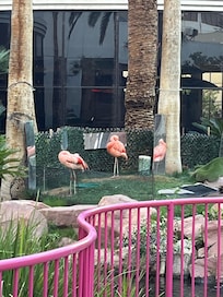 The lovely flamingos outside