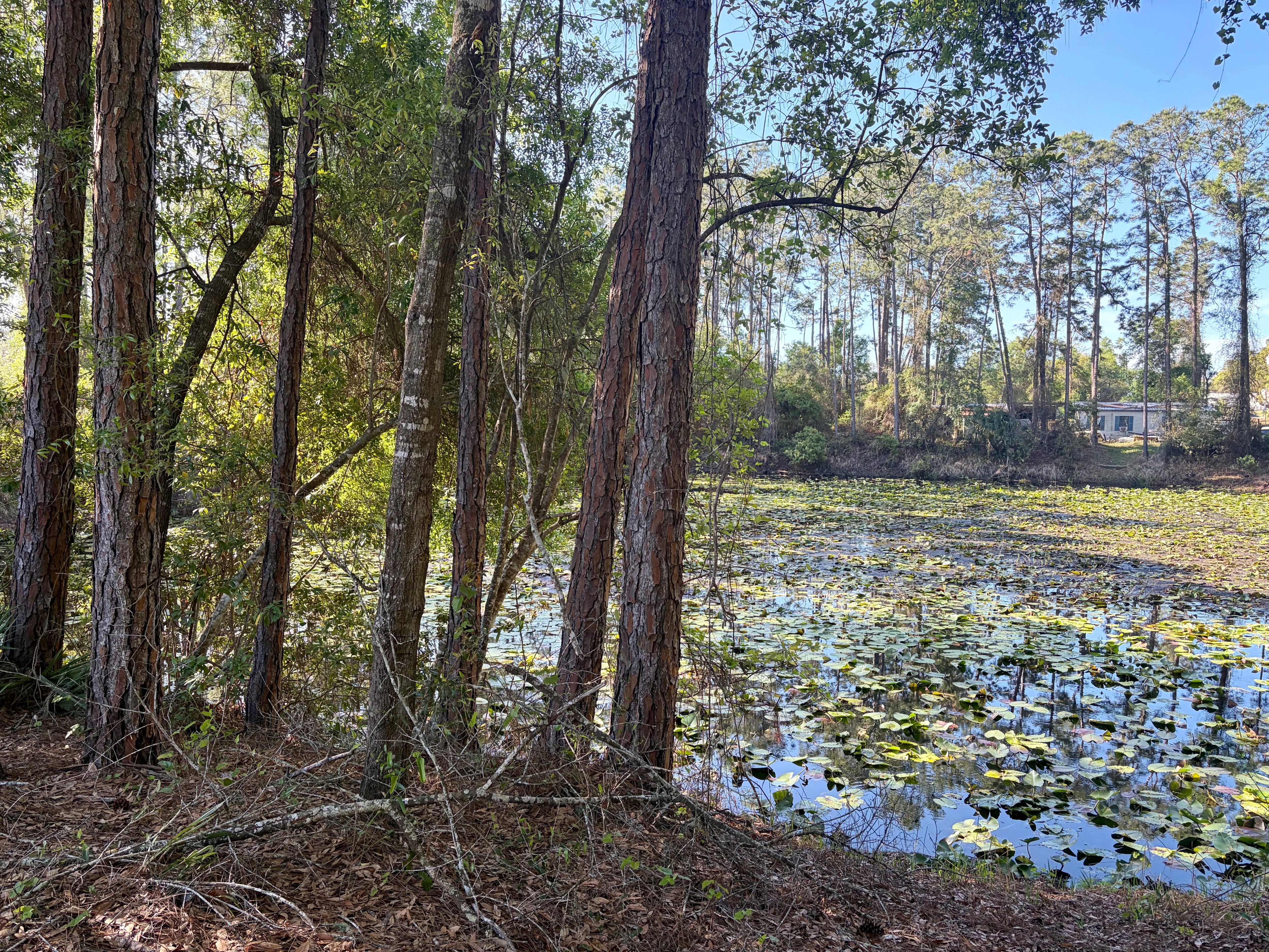 Back yard with pond