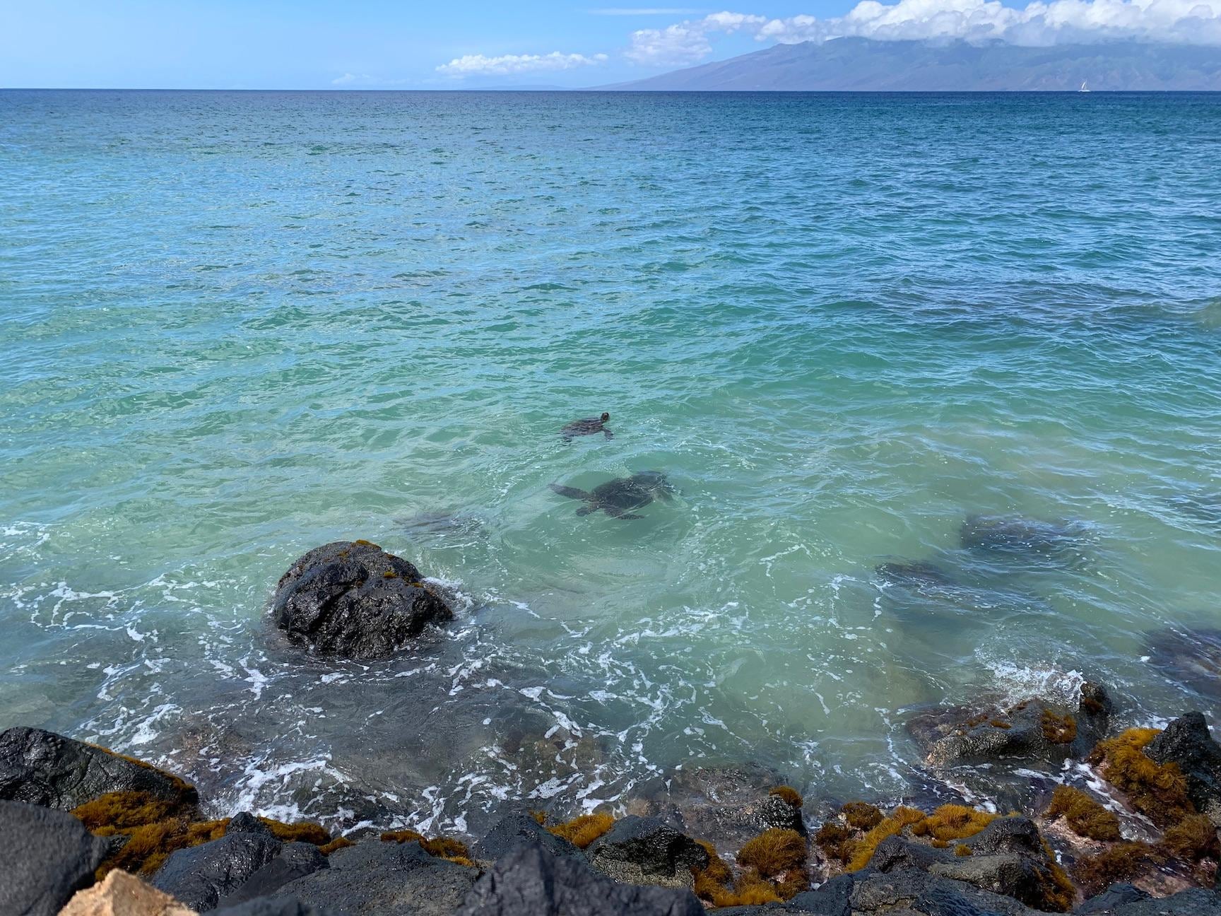 Sea turtles viewed from the lawn area