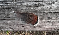 From a wild turkey that we saw in the backyard