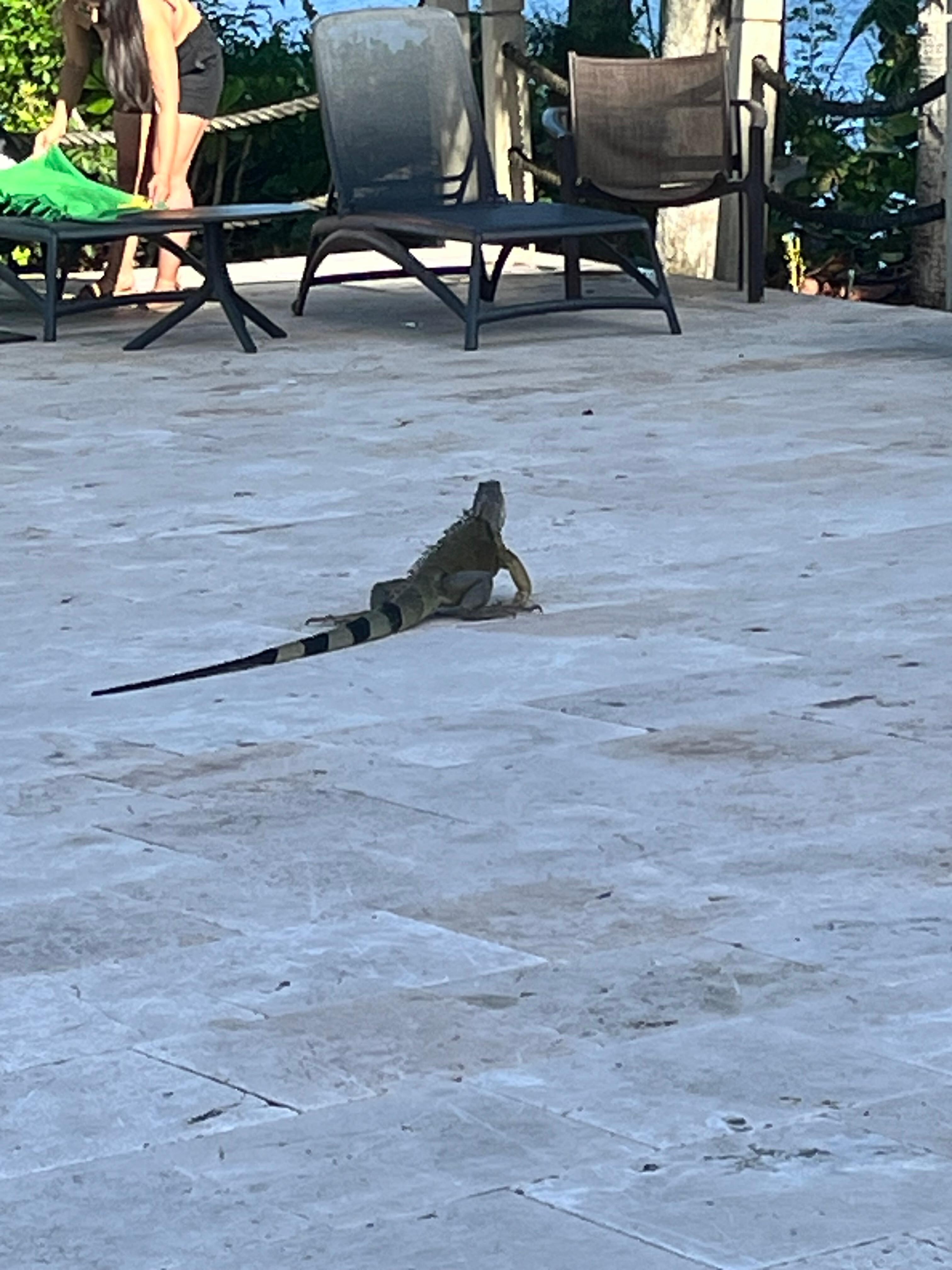Cute visitor at the pool. 
