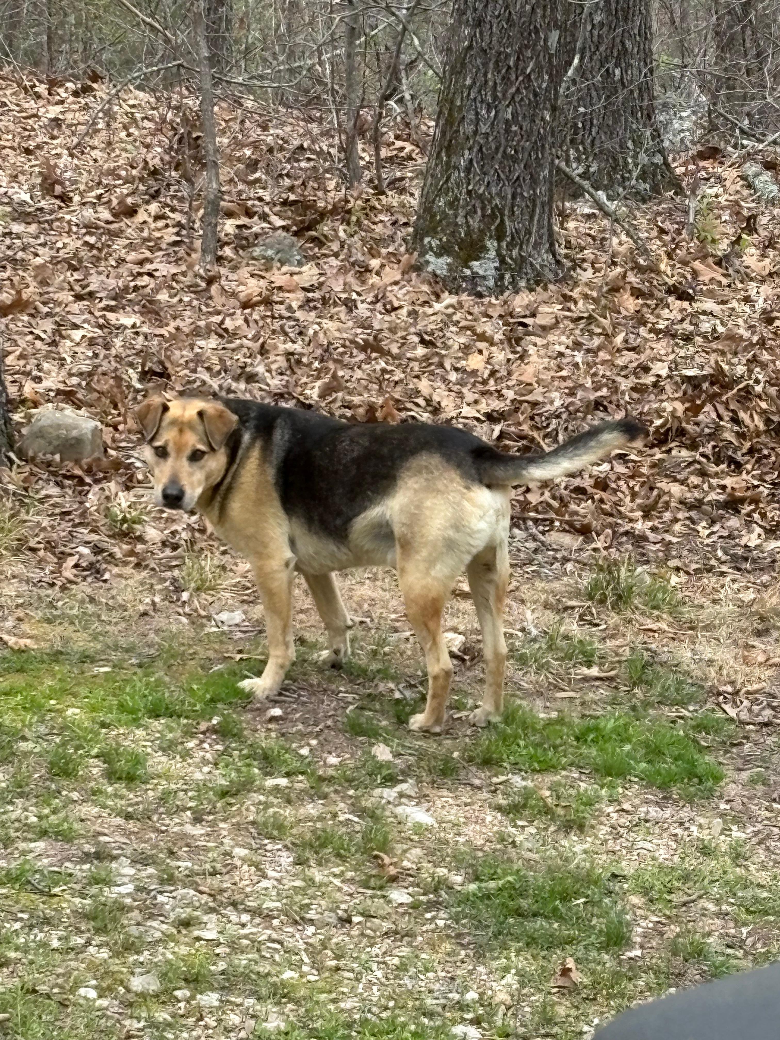 Visiting doggie — we named him Dexter