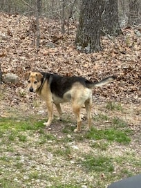 Visiting doggie — we named him Dexter