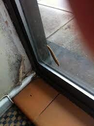 insects