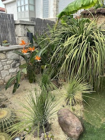 Kakteenlandschaft