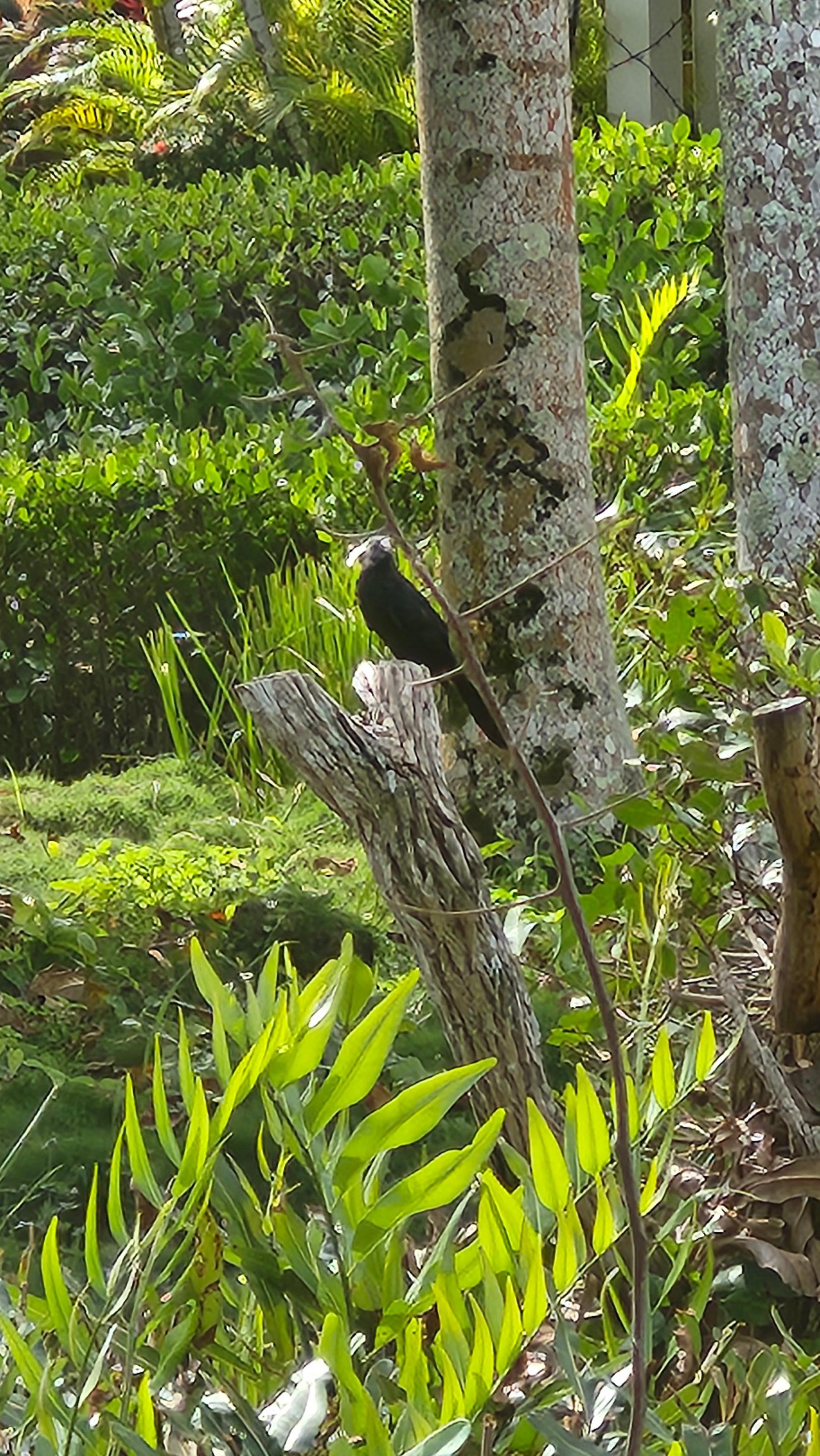 Le chant des oiseaux ajoute à la touche tropicale.
