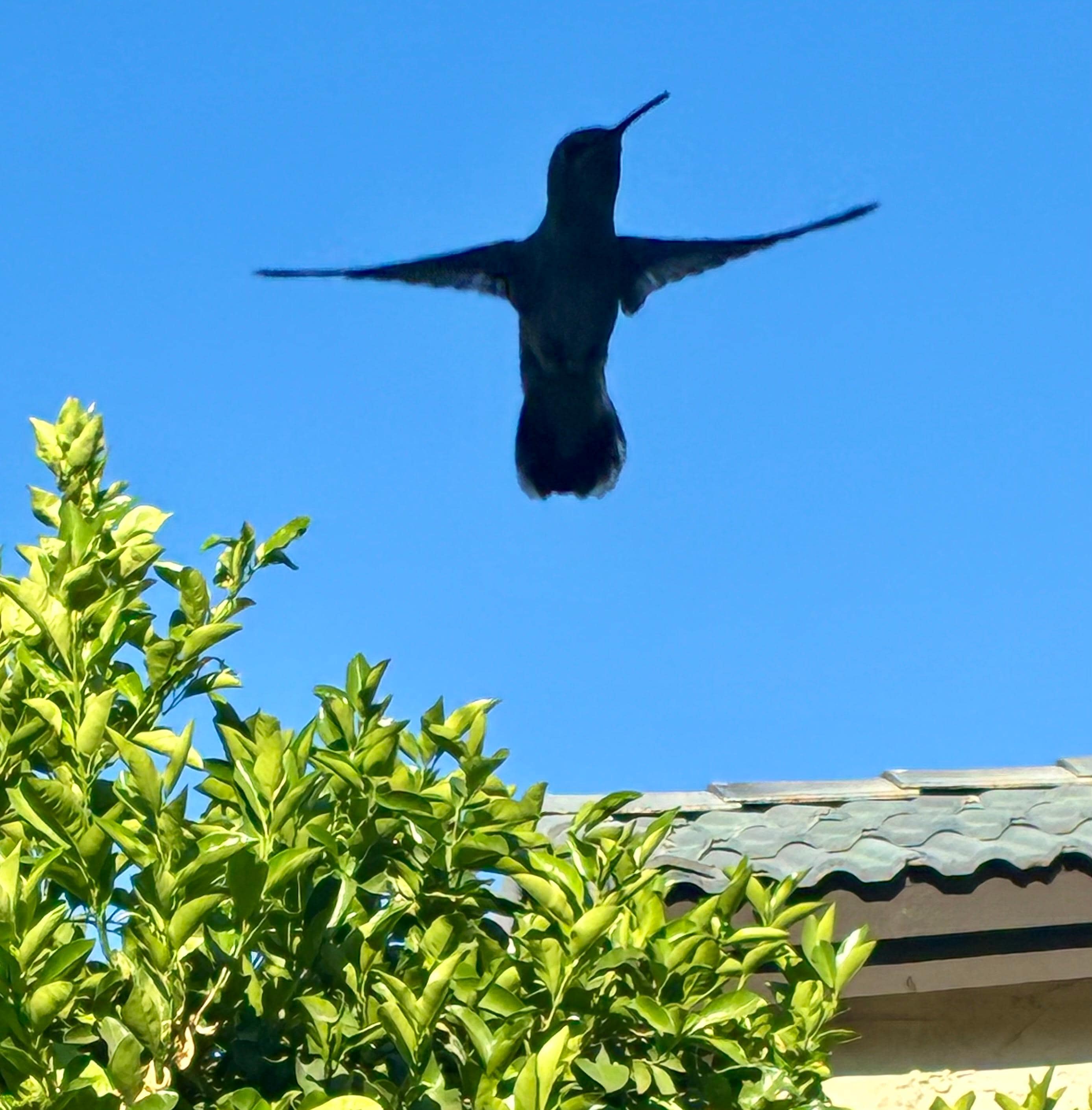 Hummingbird Visitation