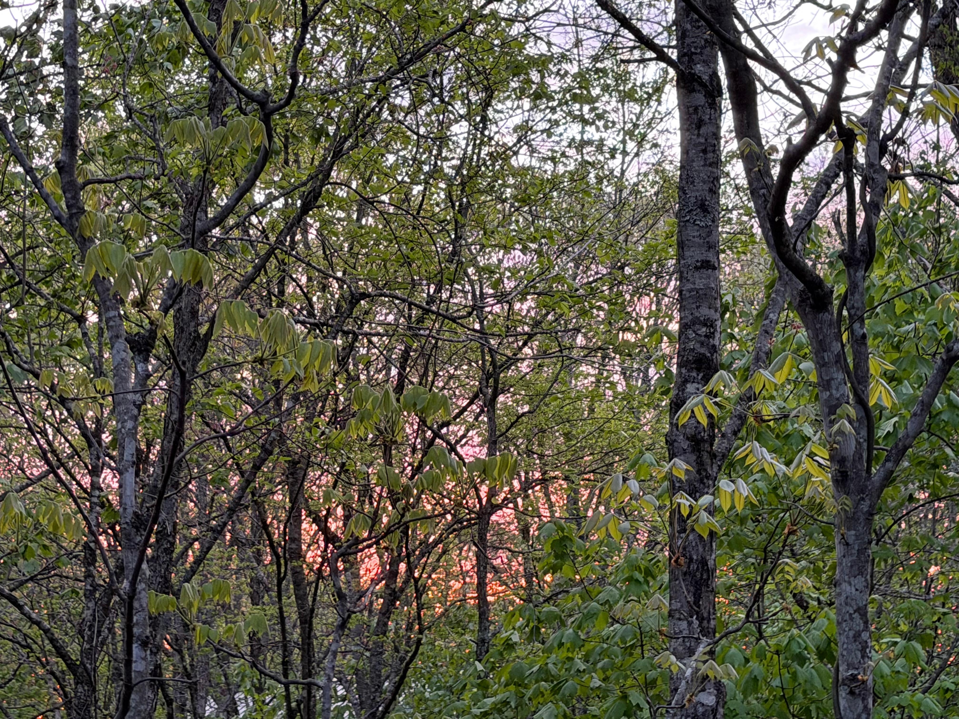 View of sunset from the back patio.