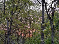 View of sunset from the back patio.