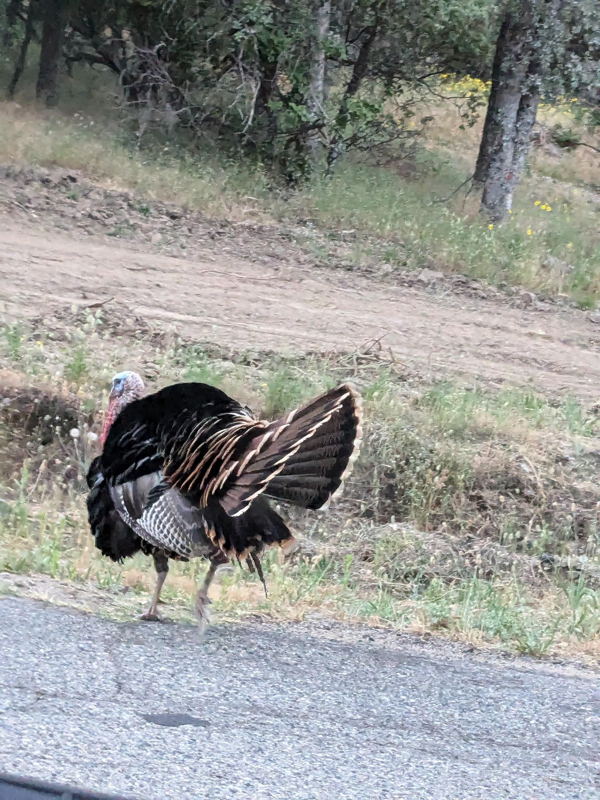 Lots of turkeys 
