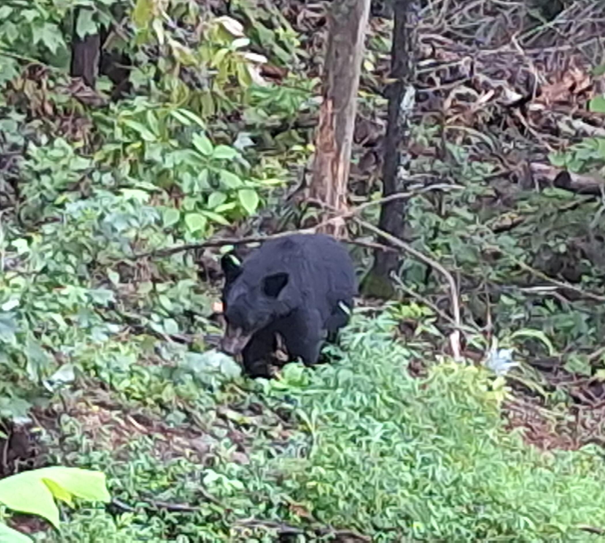 Down by hot tub area. Beautiful animals & they didn’t even seem to be aware of us.