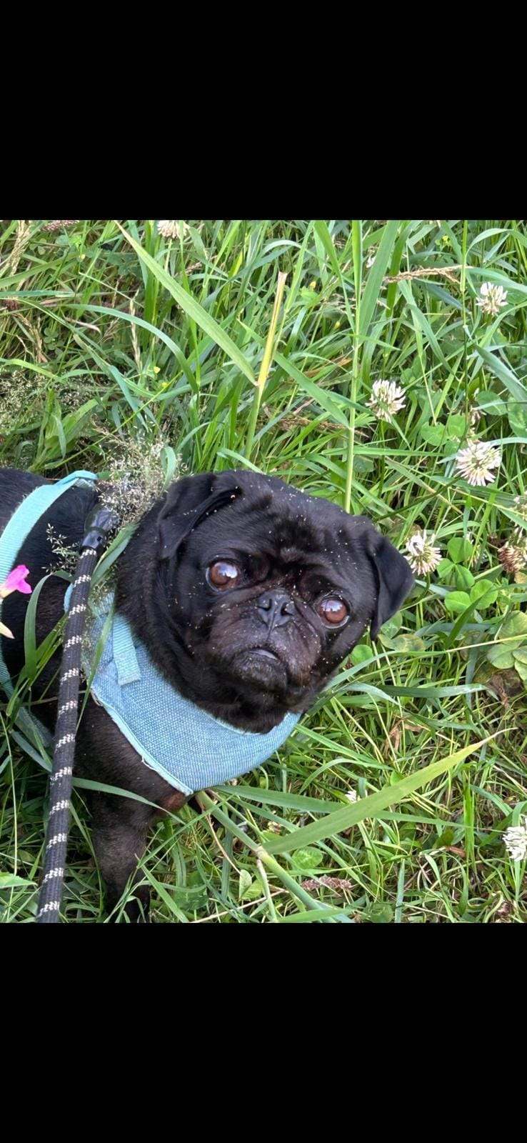 Pet friendly, Comfort inn and Suites.  $37 total 