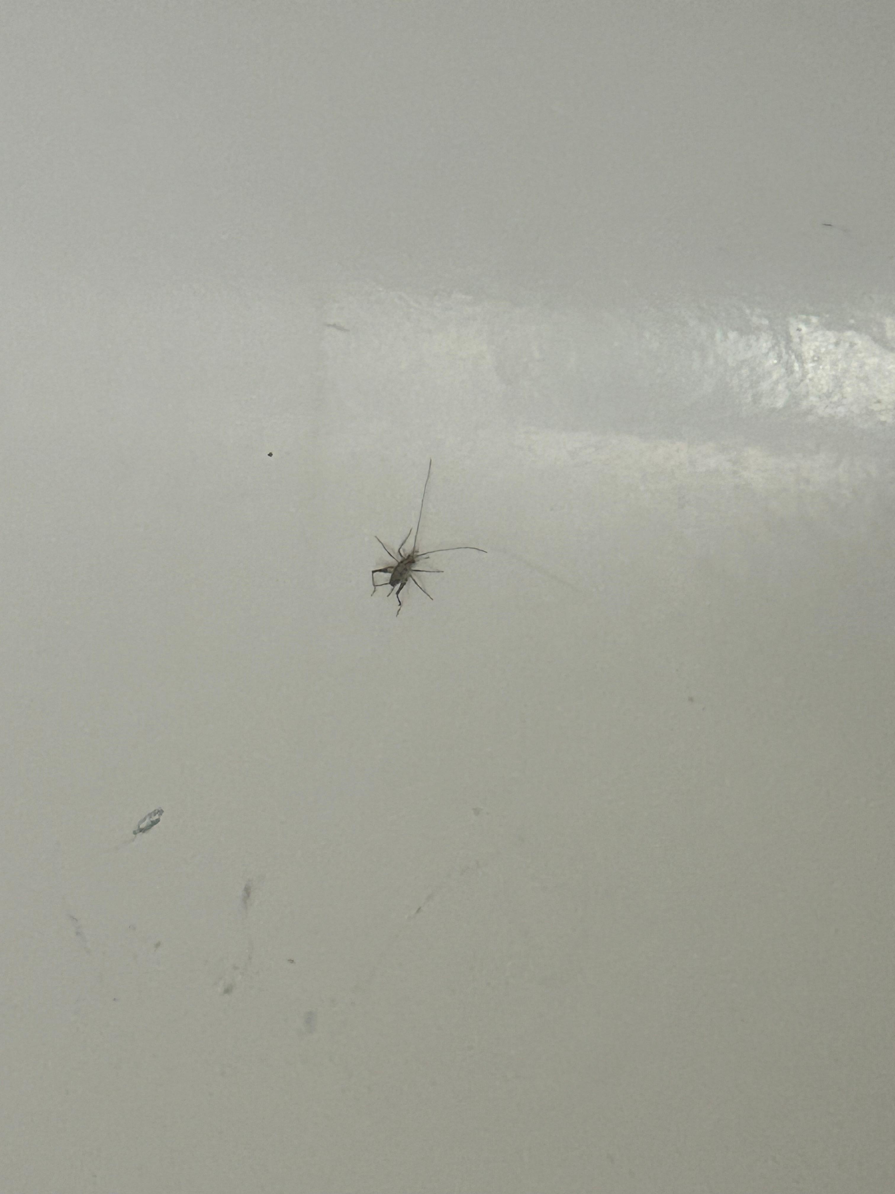 This was in this tub when I went to take a shower and I asked to switch room I was denied 