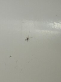 This was in this tub when I went to take a shower and I asked to switch room I was denied