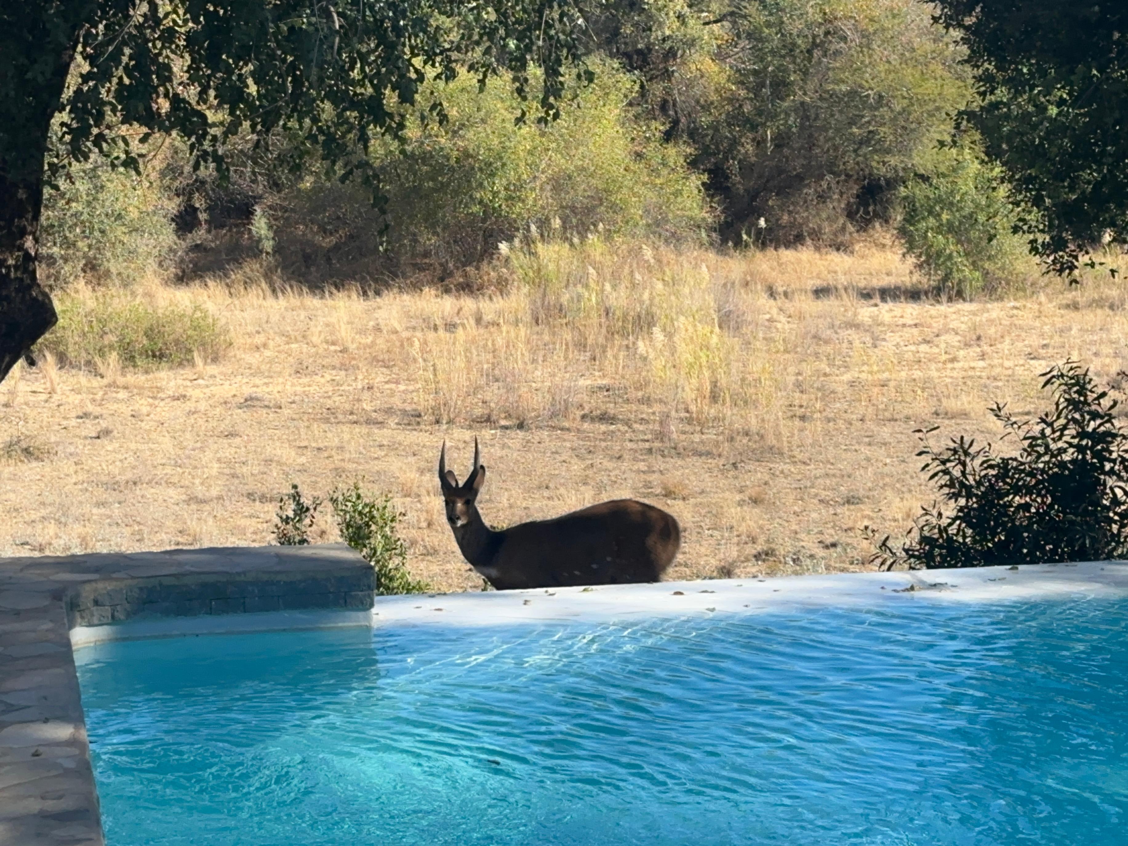 Never know who you will meet by the pool 