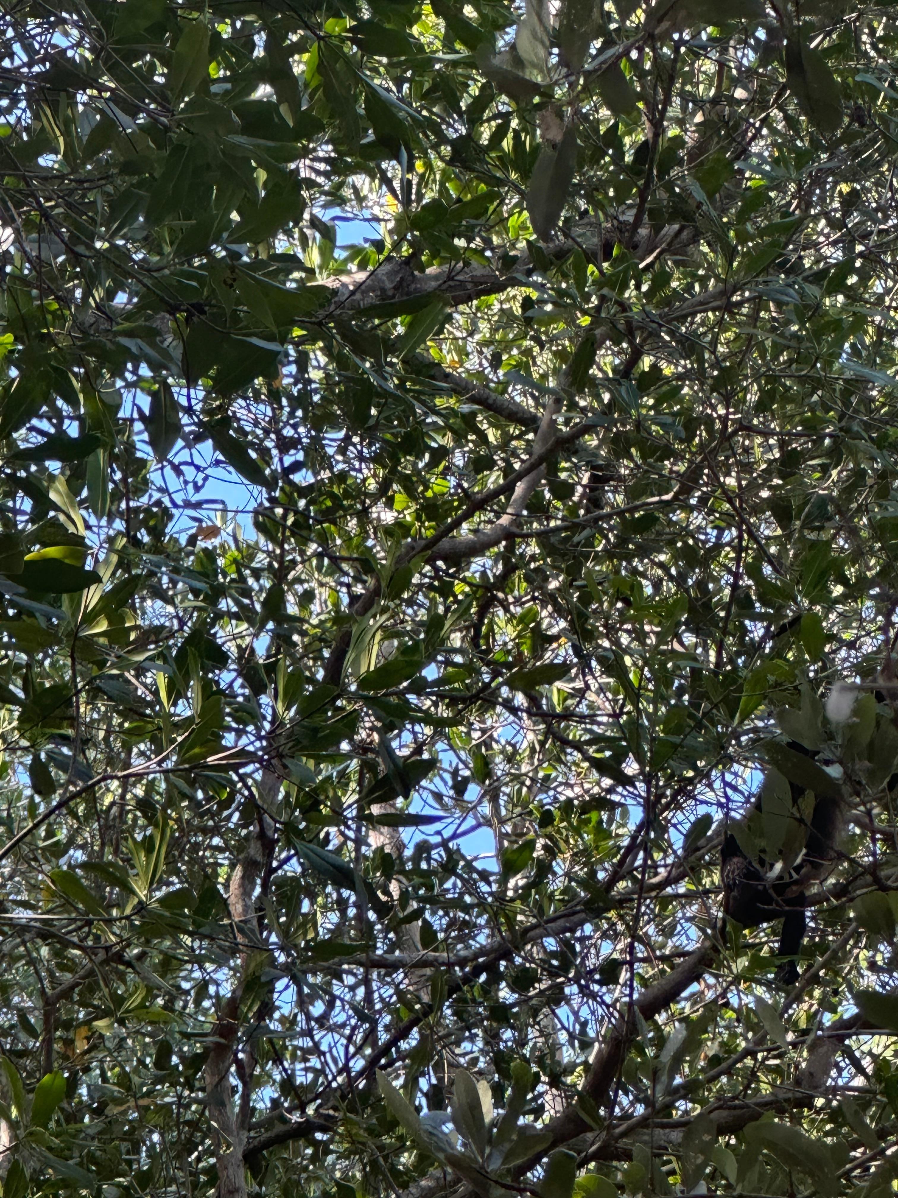 Howler monkeys on the beach path. 