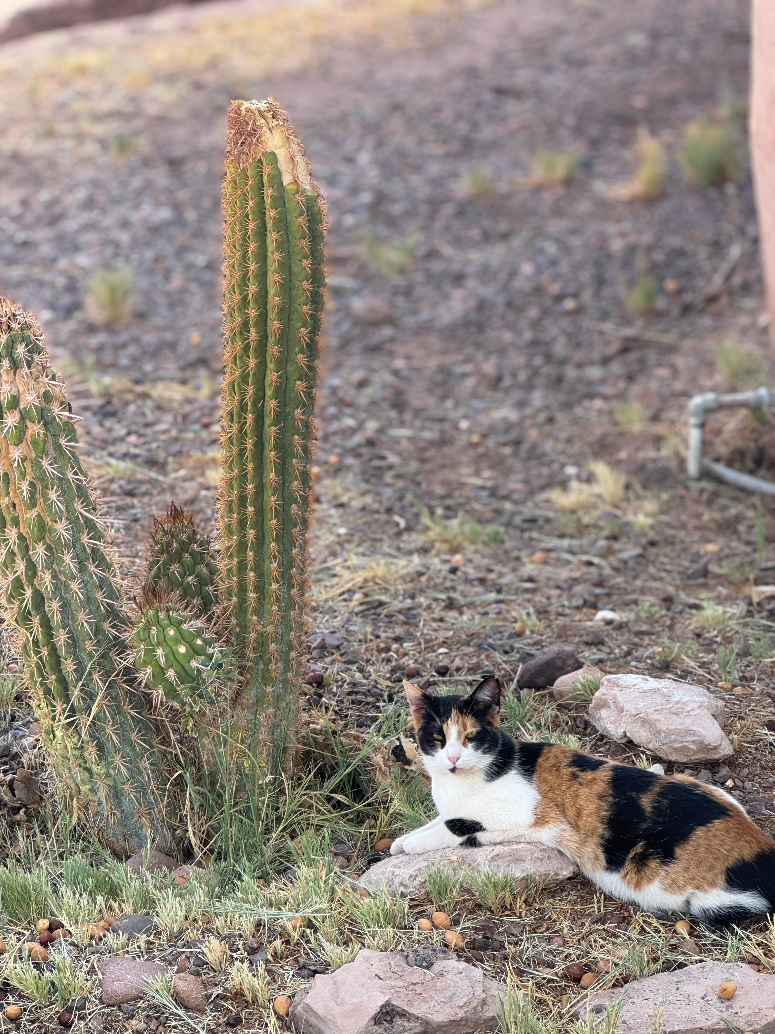 Cat and Cactus 