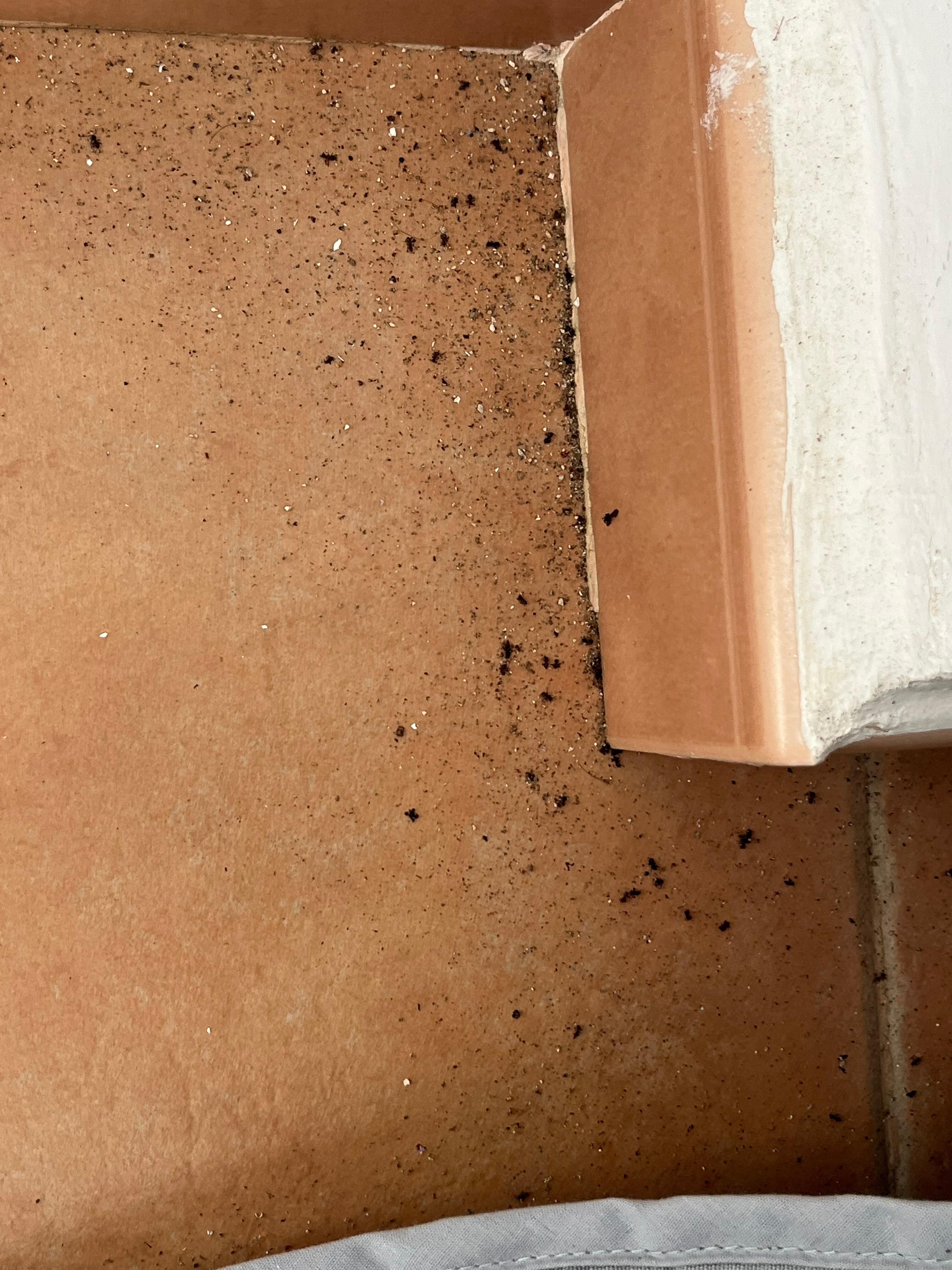 Ants