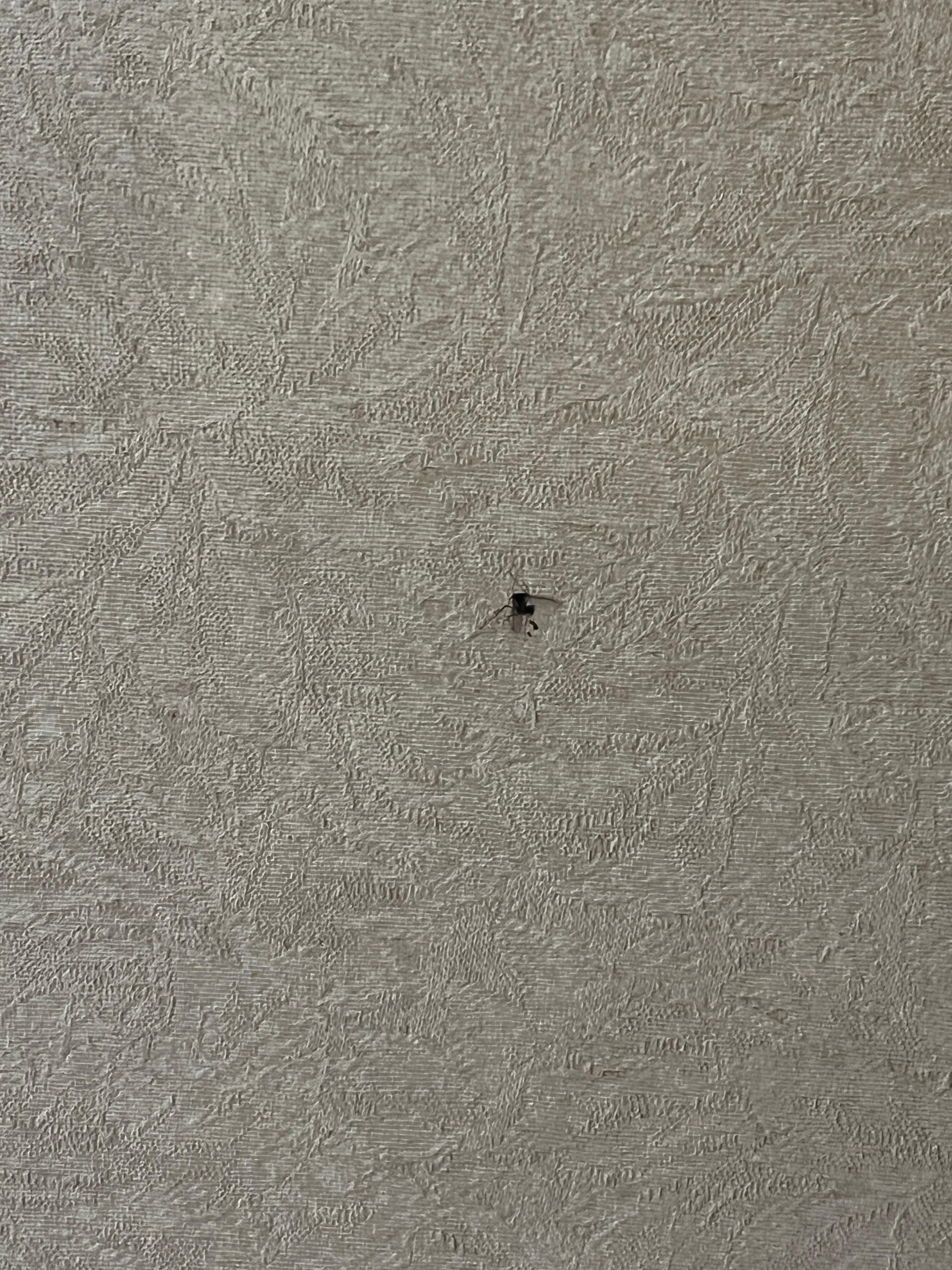 Dead bugs on ceilings and walls