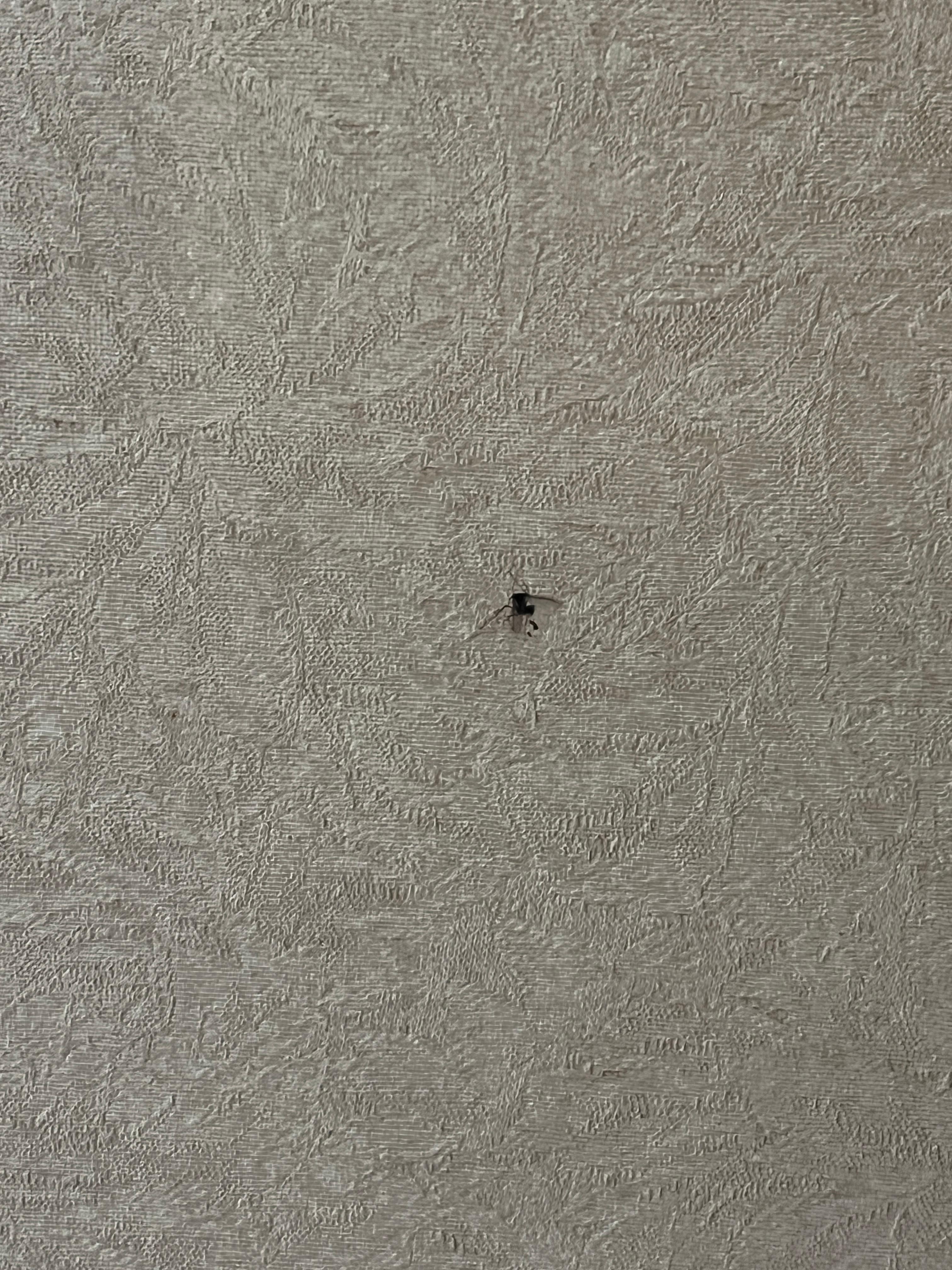 Dead bugs on ceilings and walls