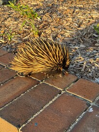 Manly point park next door