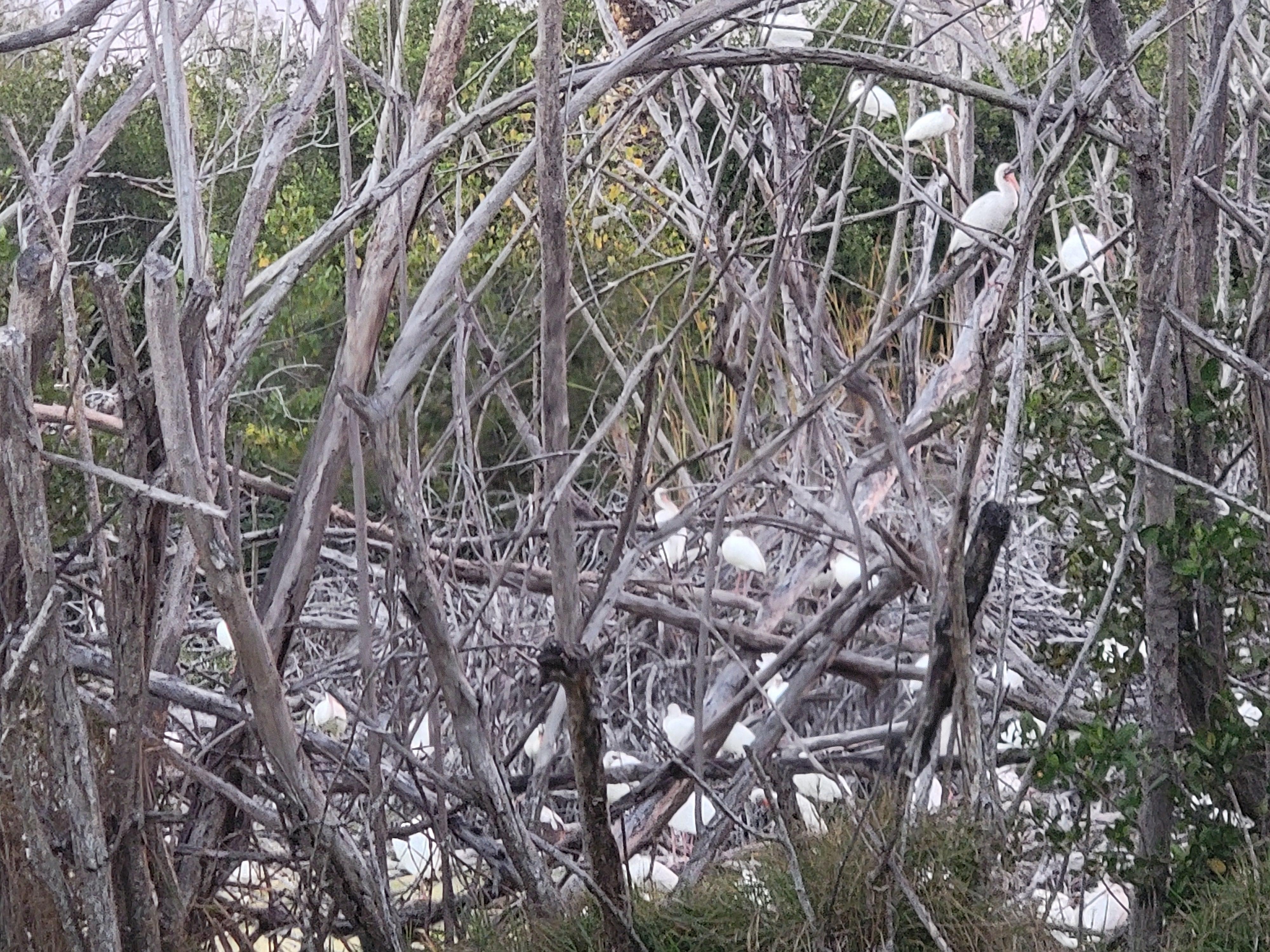 Lovely white birds nesting in parking lot debris and munching on black biting flies.