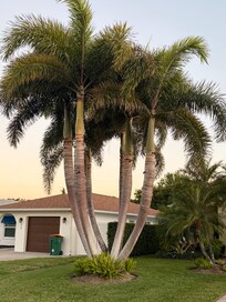 How gorgeous are these palms?