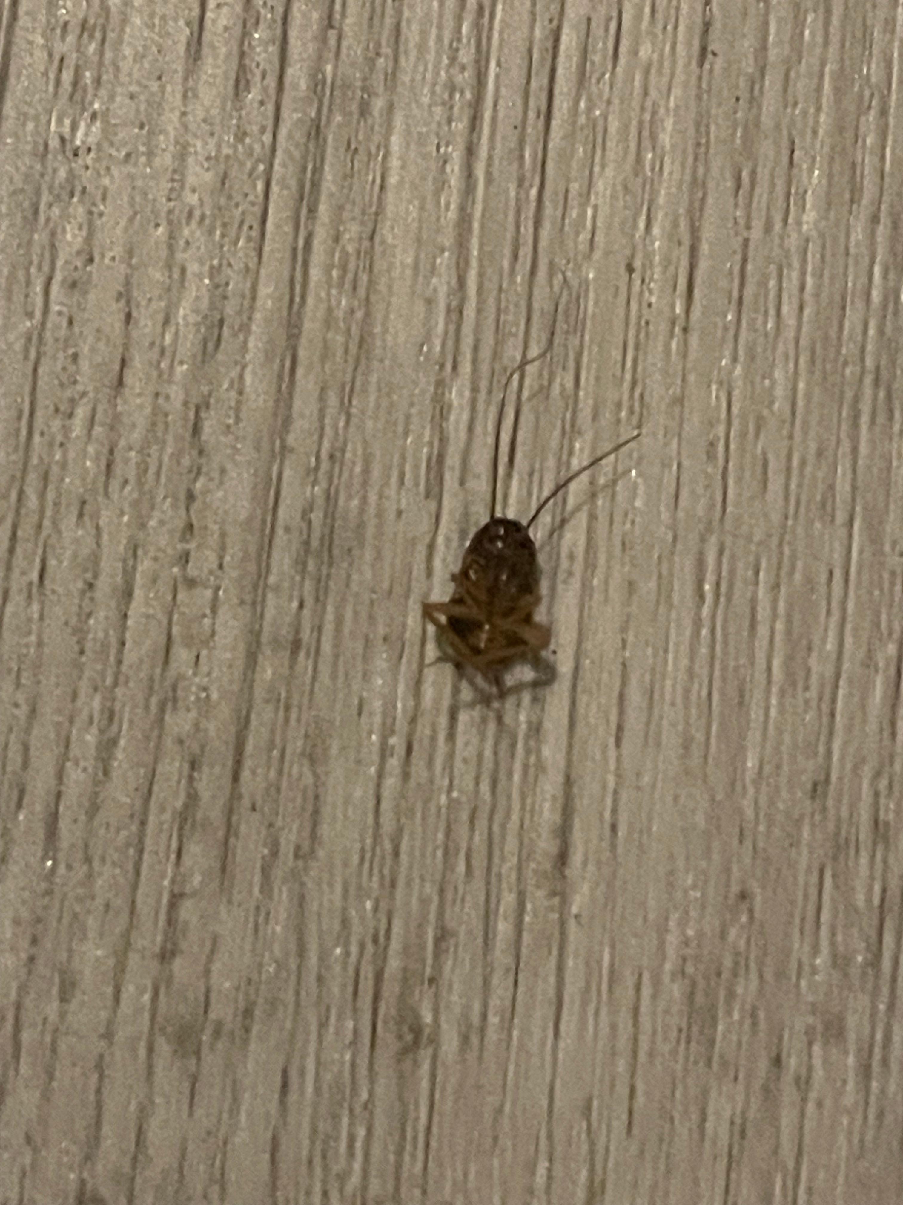 Bug in downstairs restroom