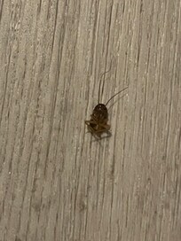 Bug in downstairs restroom