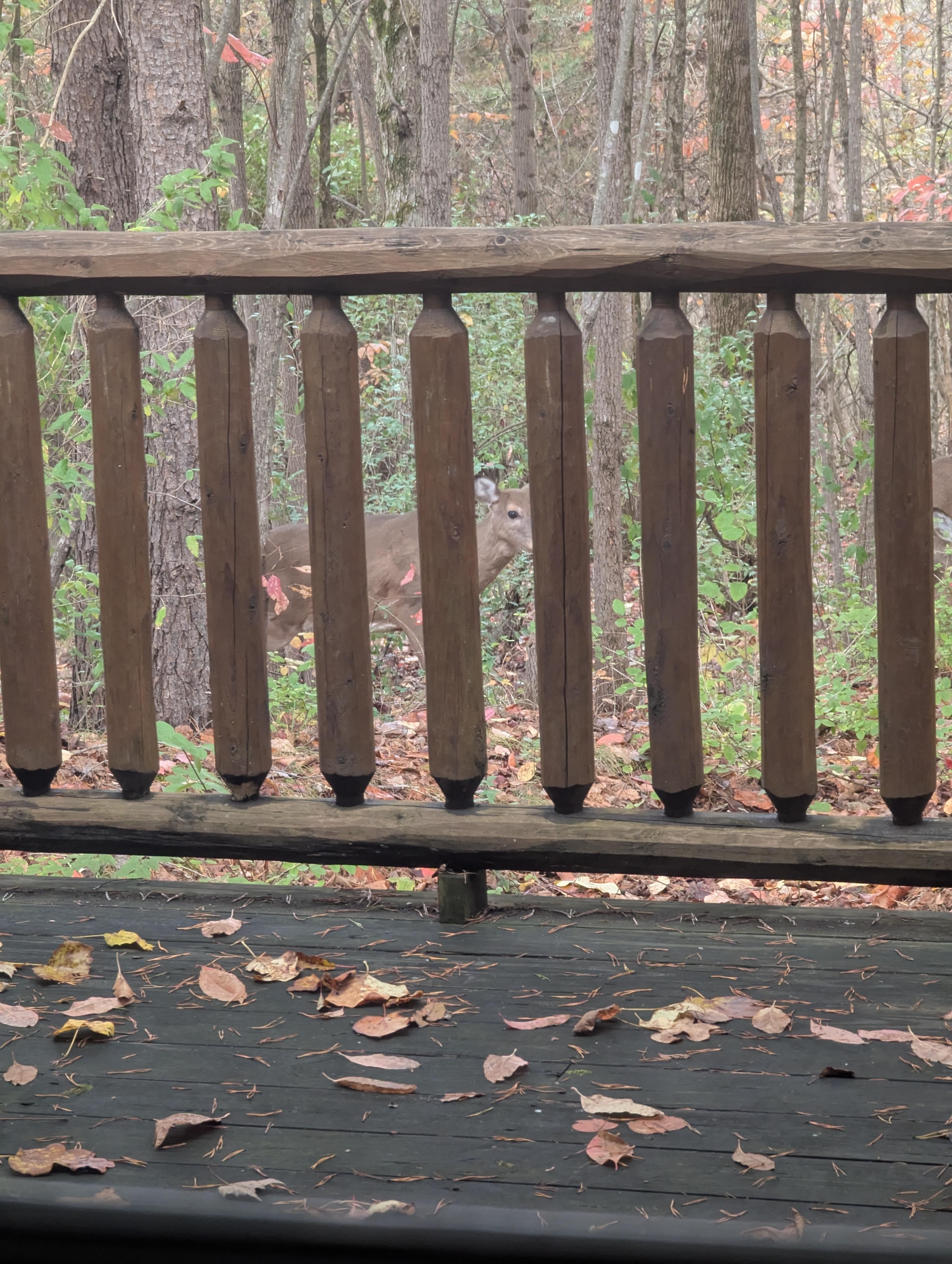 Deer came to visit and turkey were out front.