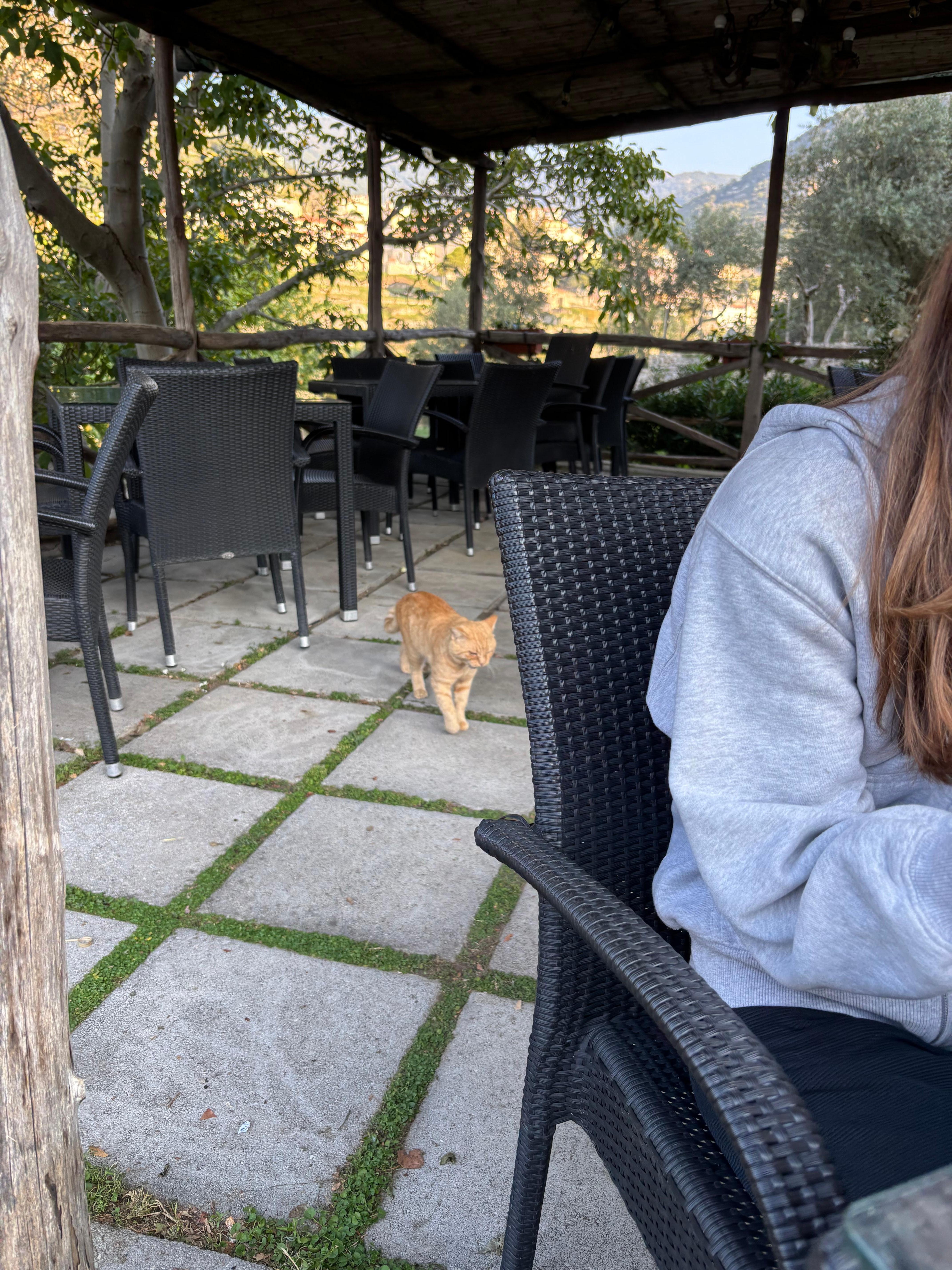 breakfast with kitty