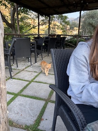 breakfast with kitty