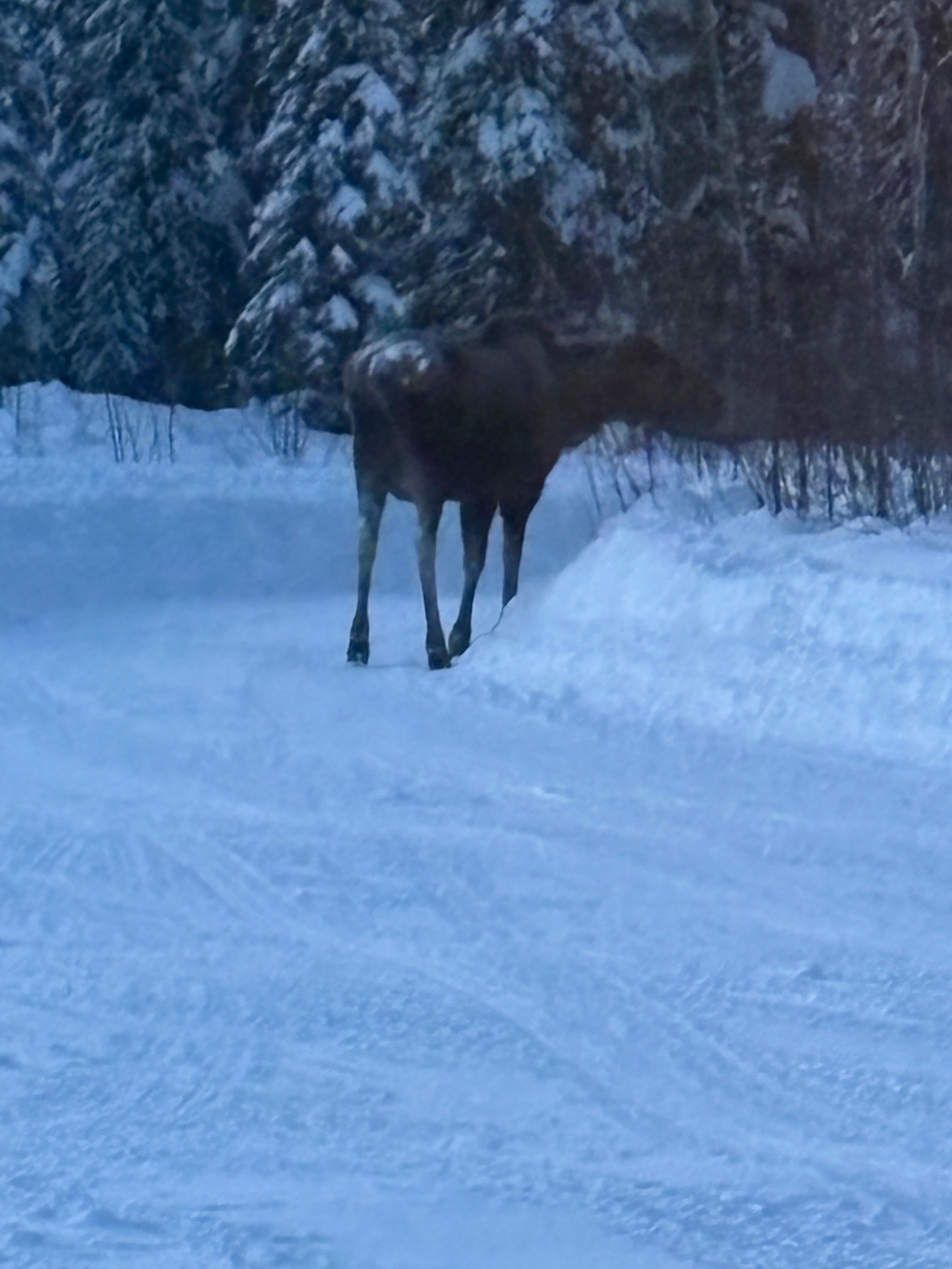 Our moose visitor 