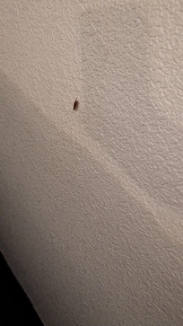 Roach walking up the wall