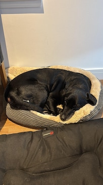 Our dog loved the bed that was provided!