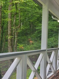 Deer sightings in the morning.