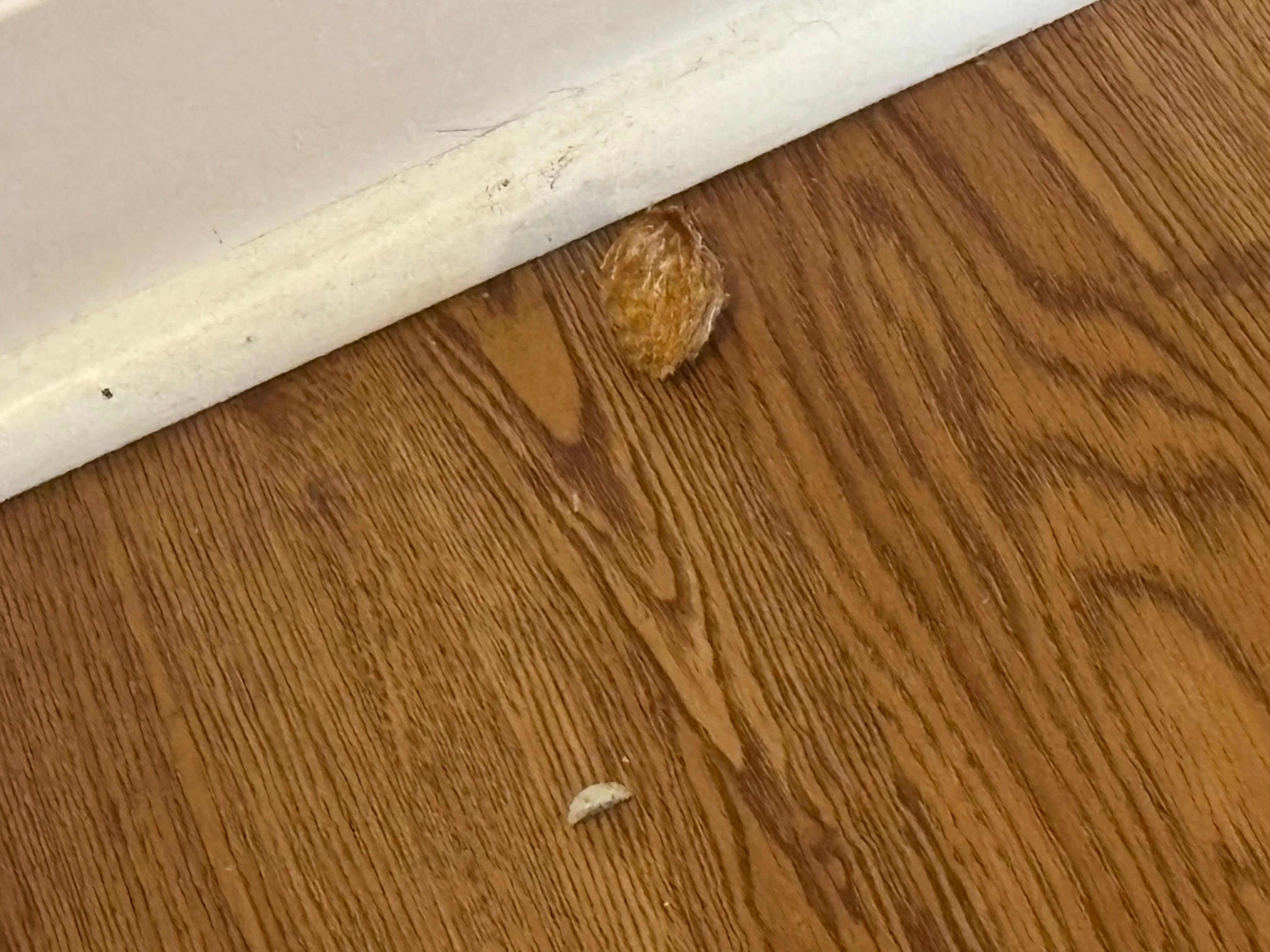 Random items on the floor of the room