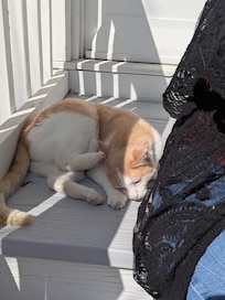 Neighborhood Kitty "Honey"